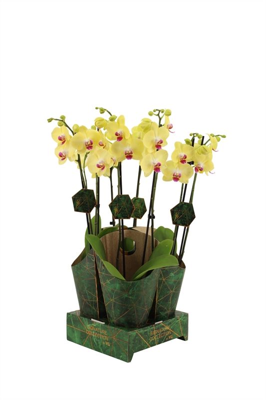 Potcover p12 golden nature Phal Signature Miraflor 2T16+, D 12