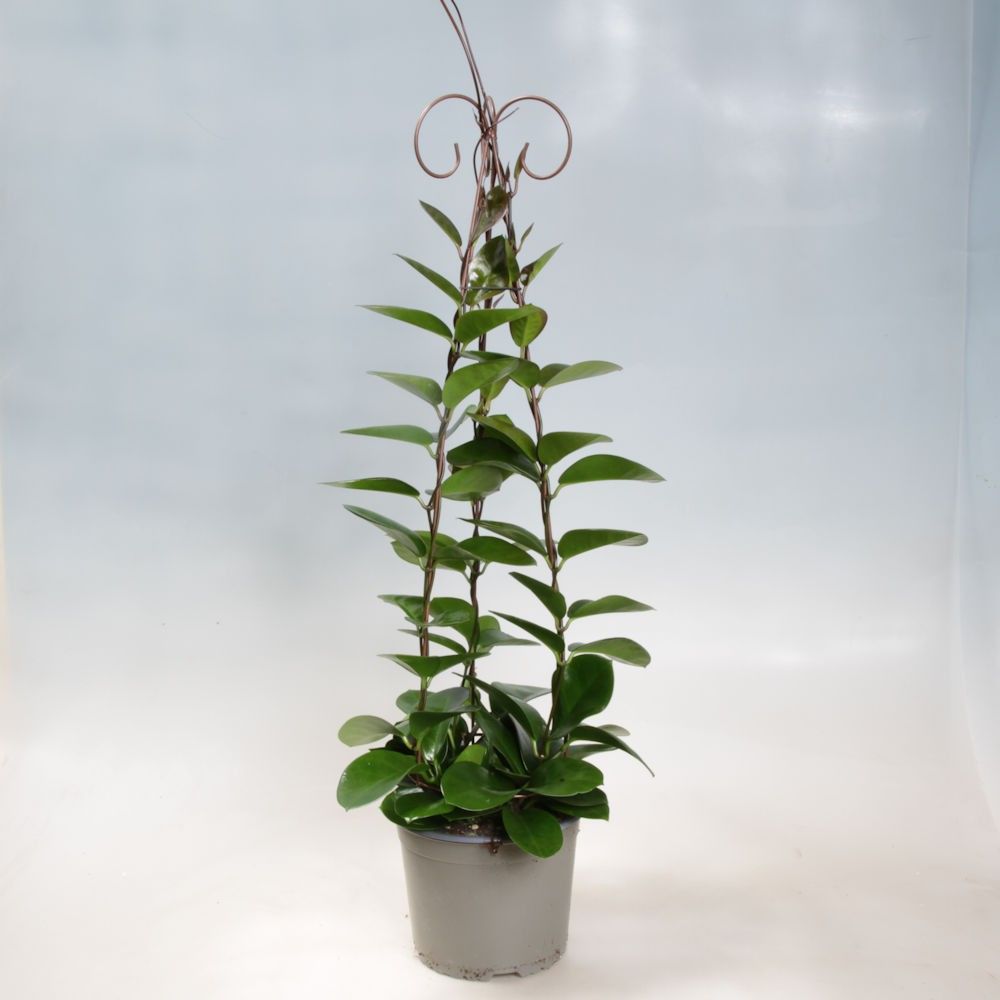 Hoya Australis Kobber pyramid 17, D 17