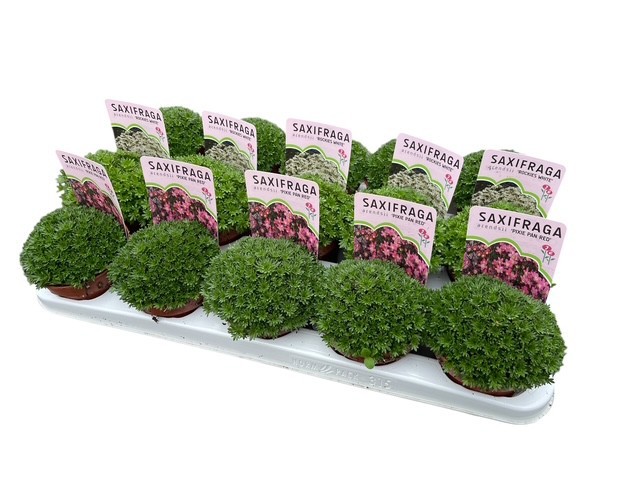 Saxifraga Ice Colours Red, D 10