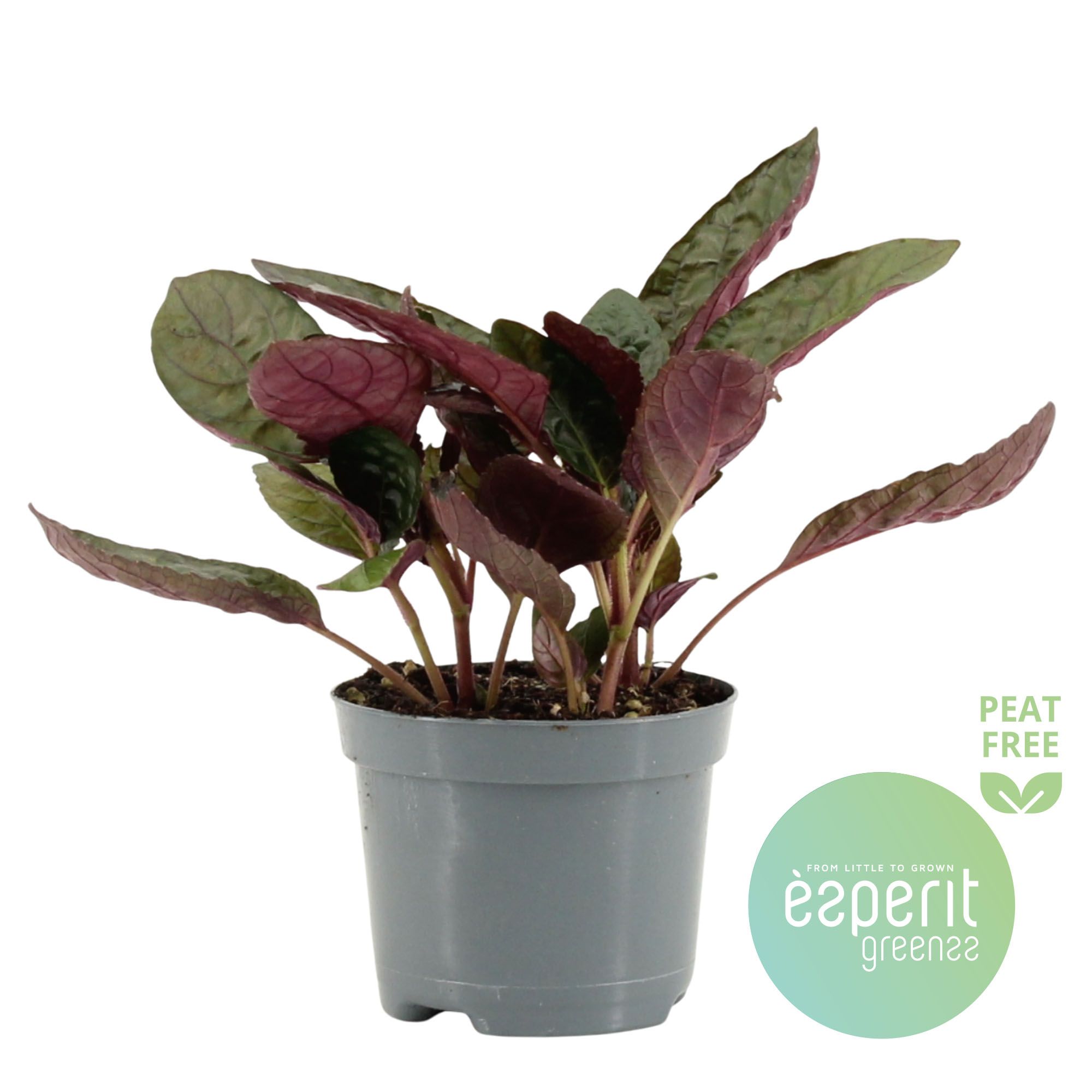 Hemigraphis Red Flame, D 8,5