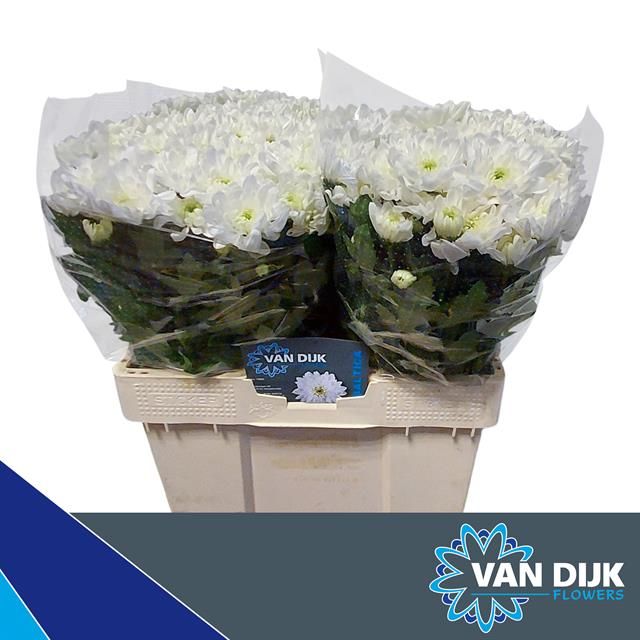 Хризантема куст. Балтика 55, шт.