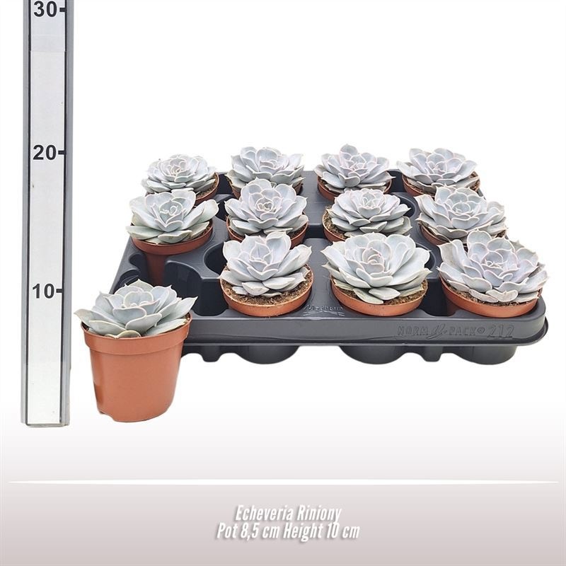 Echeveria Riniony, D 8,5