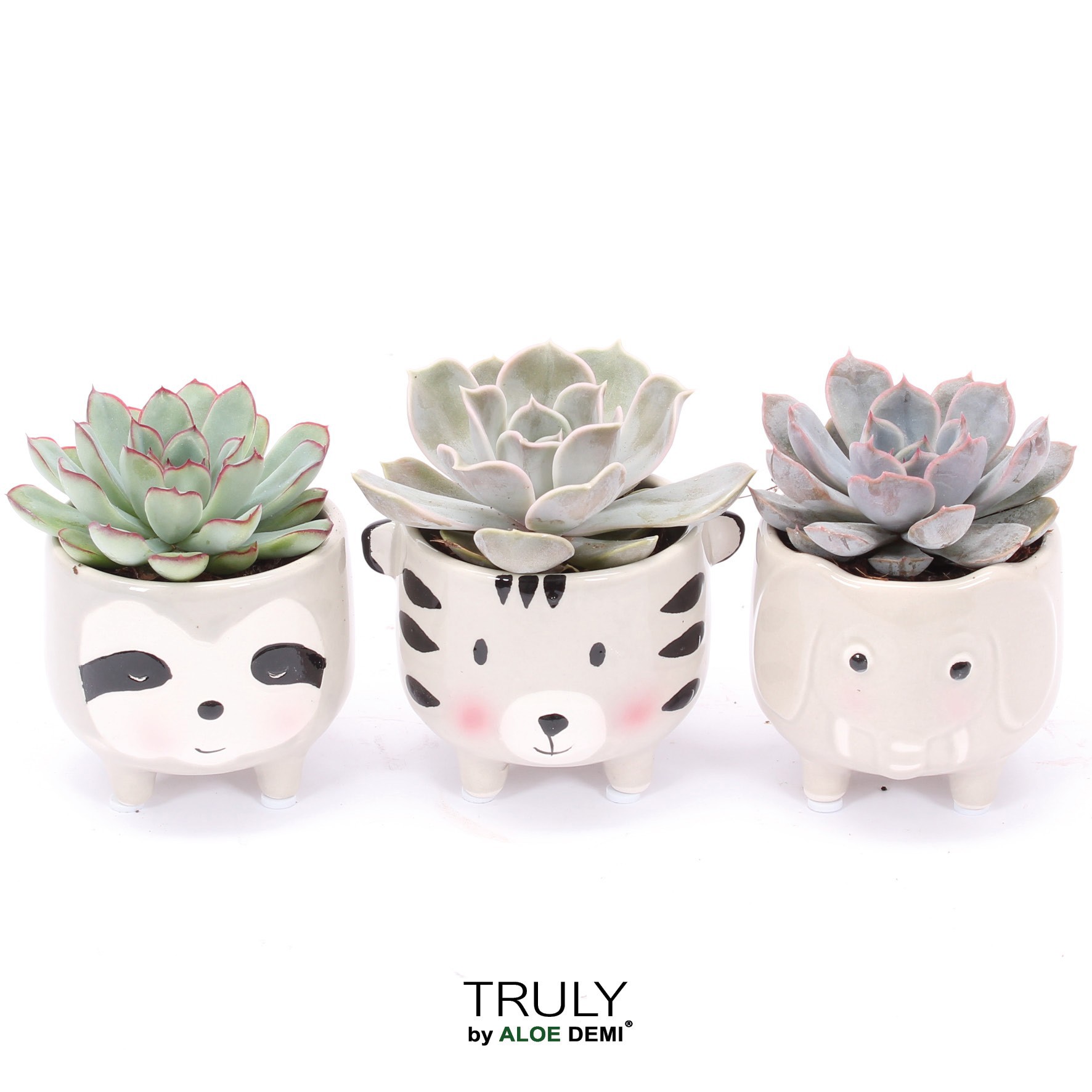 TRULY Echeveria, Animal Grey, D 7