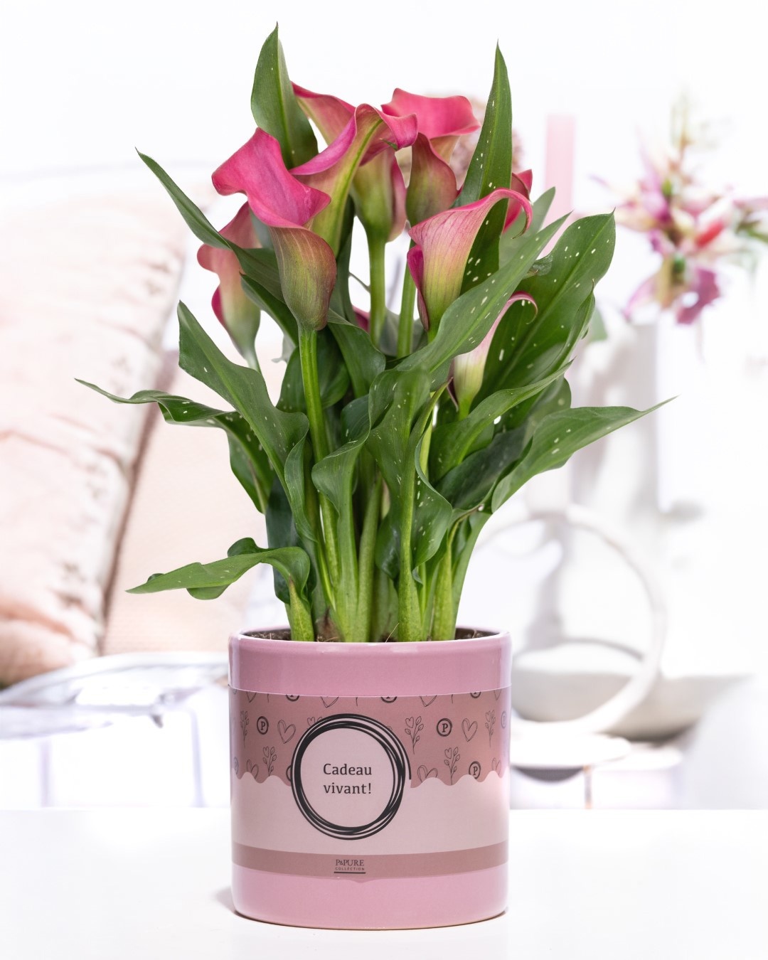 Zantedeschia pink in P&P cadeau concept: CADEAU VIVANT!, D 12