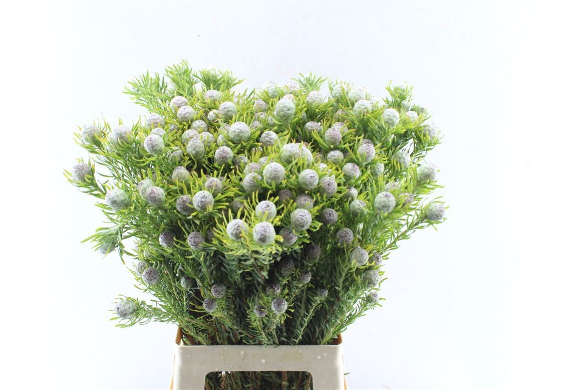 Леукадендрон Джейд Перл Спрей 70, шт.