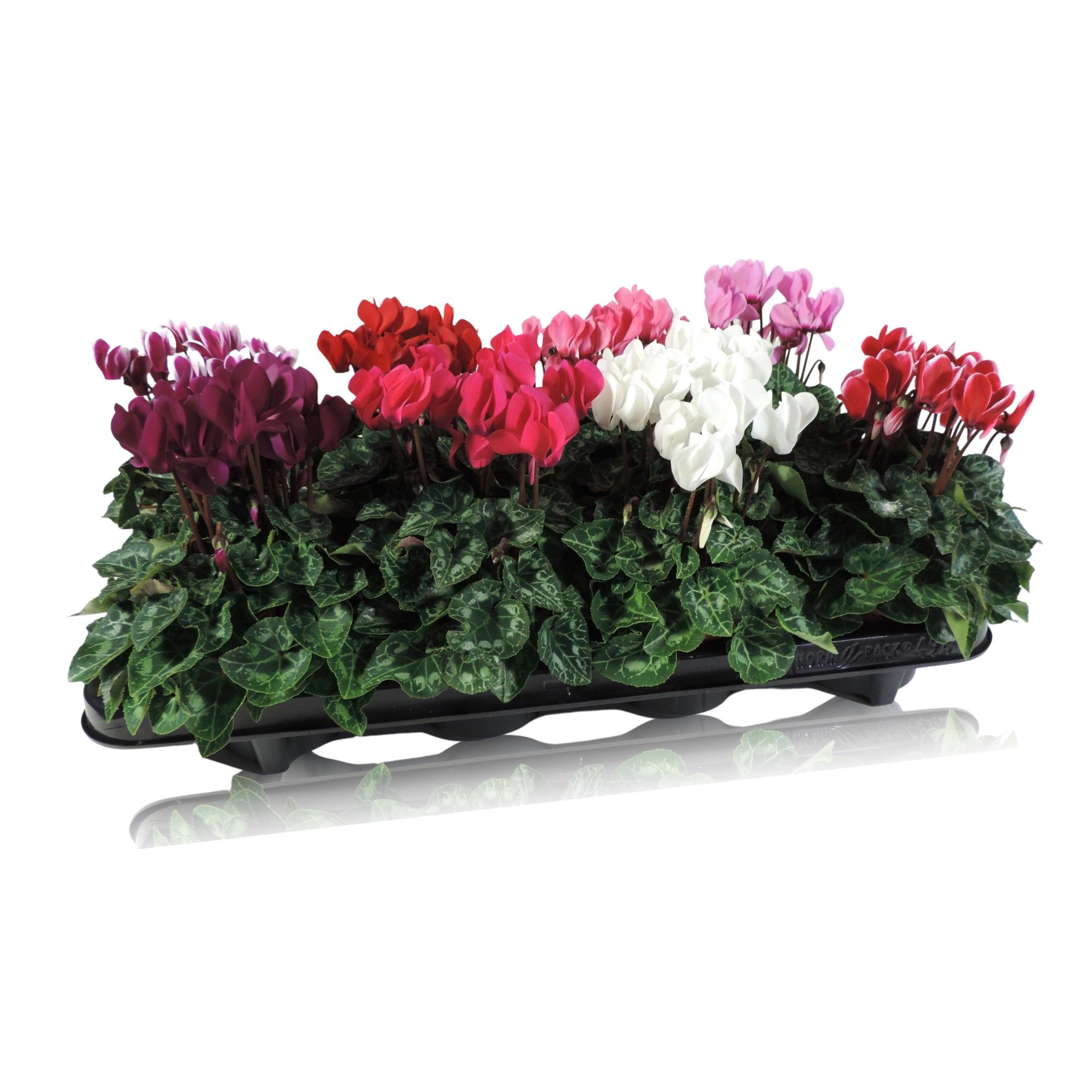 Cyclamen Super Serie Gemengd, D 10,5