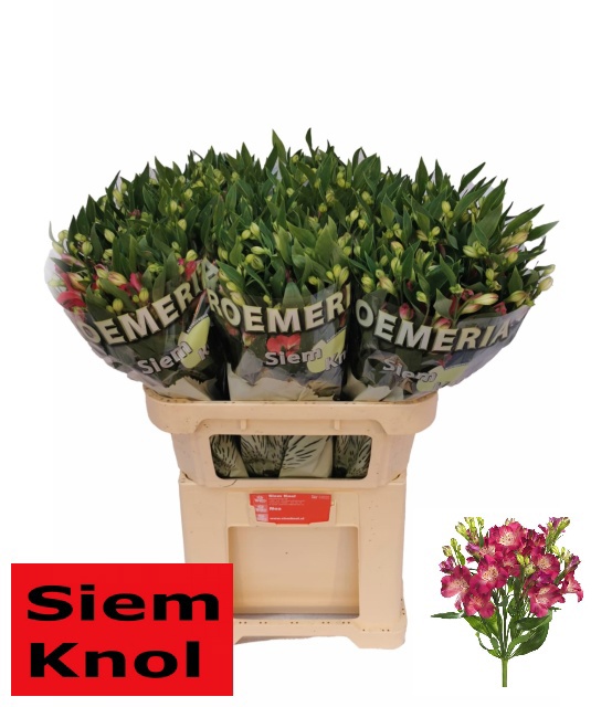 Альстромерия Ноа, шт.