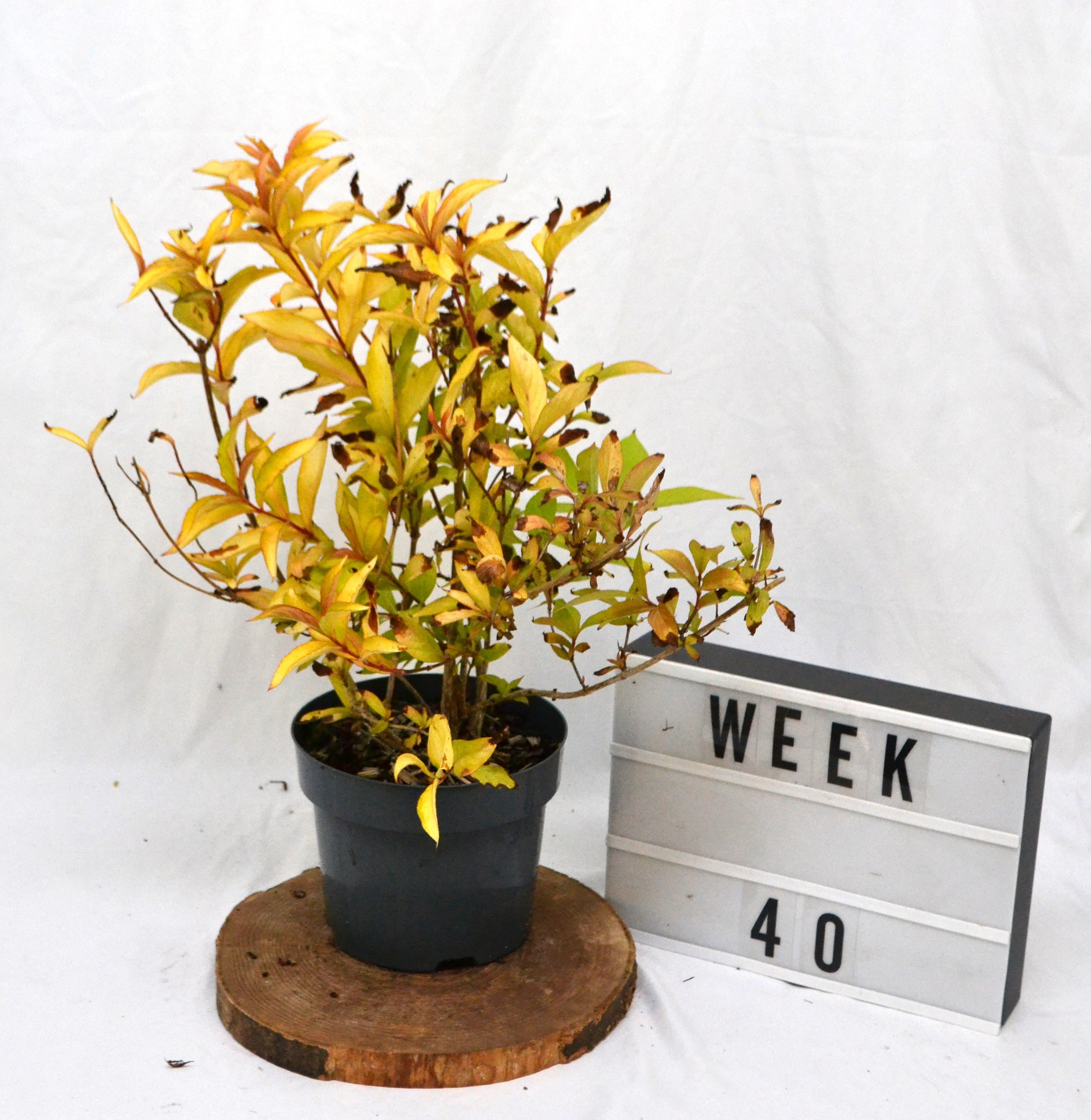 Weigela florida Jean's Gold C3, D 19