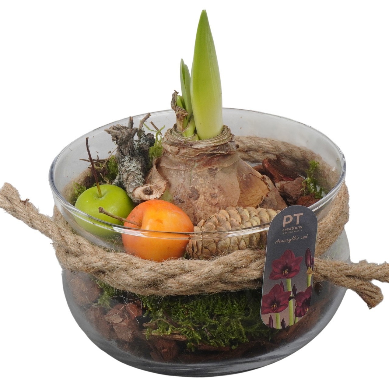 PTAA8801 Arrangement Amaryllis in glas schaal, D 16