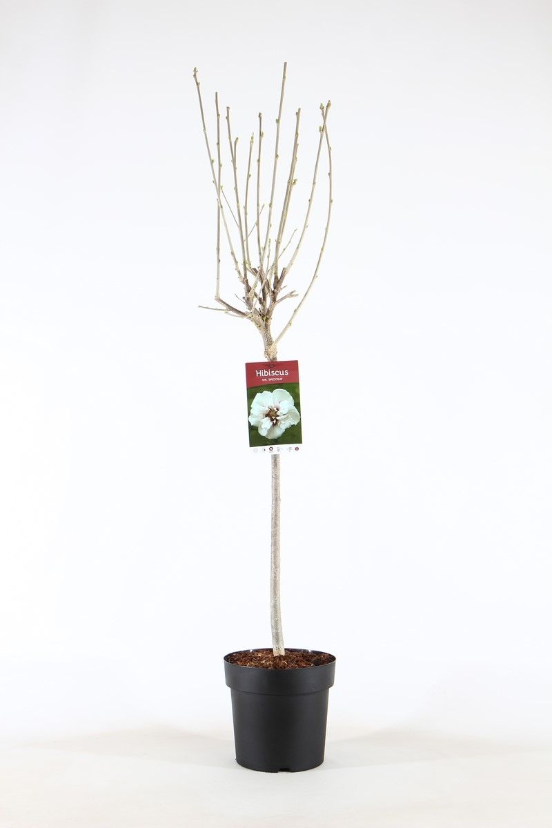 Hibiscus syr. 'Speciosus' stam 60, D 21