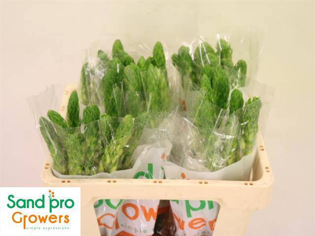 Орнитогалум Тирсоидес Милки Вэй 50, шт.