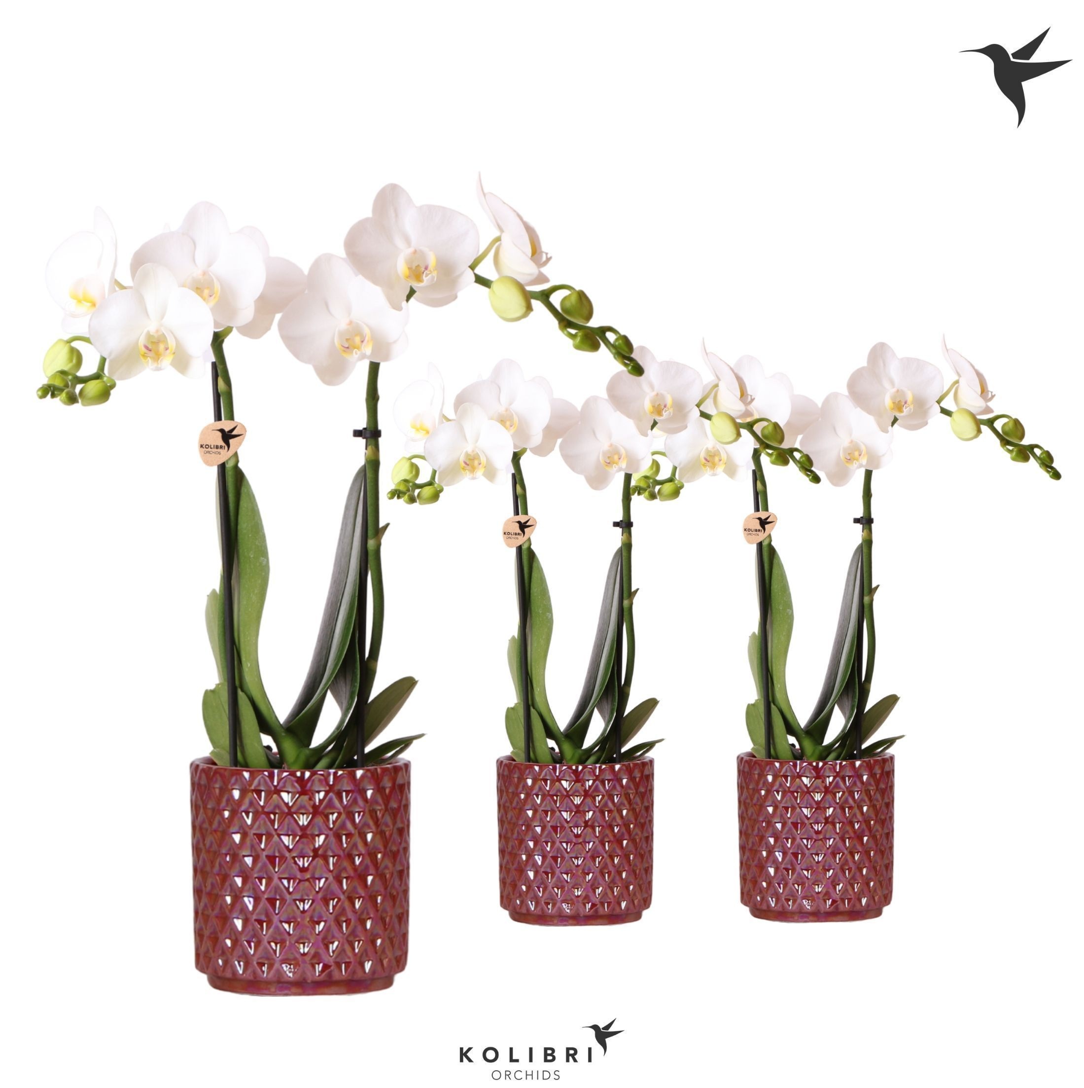 Kolibri Orchids Phalaenopsis white 2 spike in Diamond Pearl red, D 9