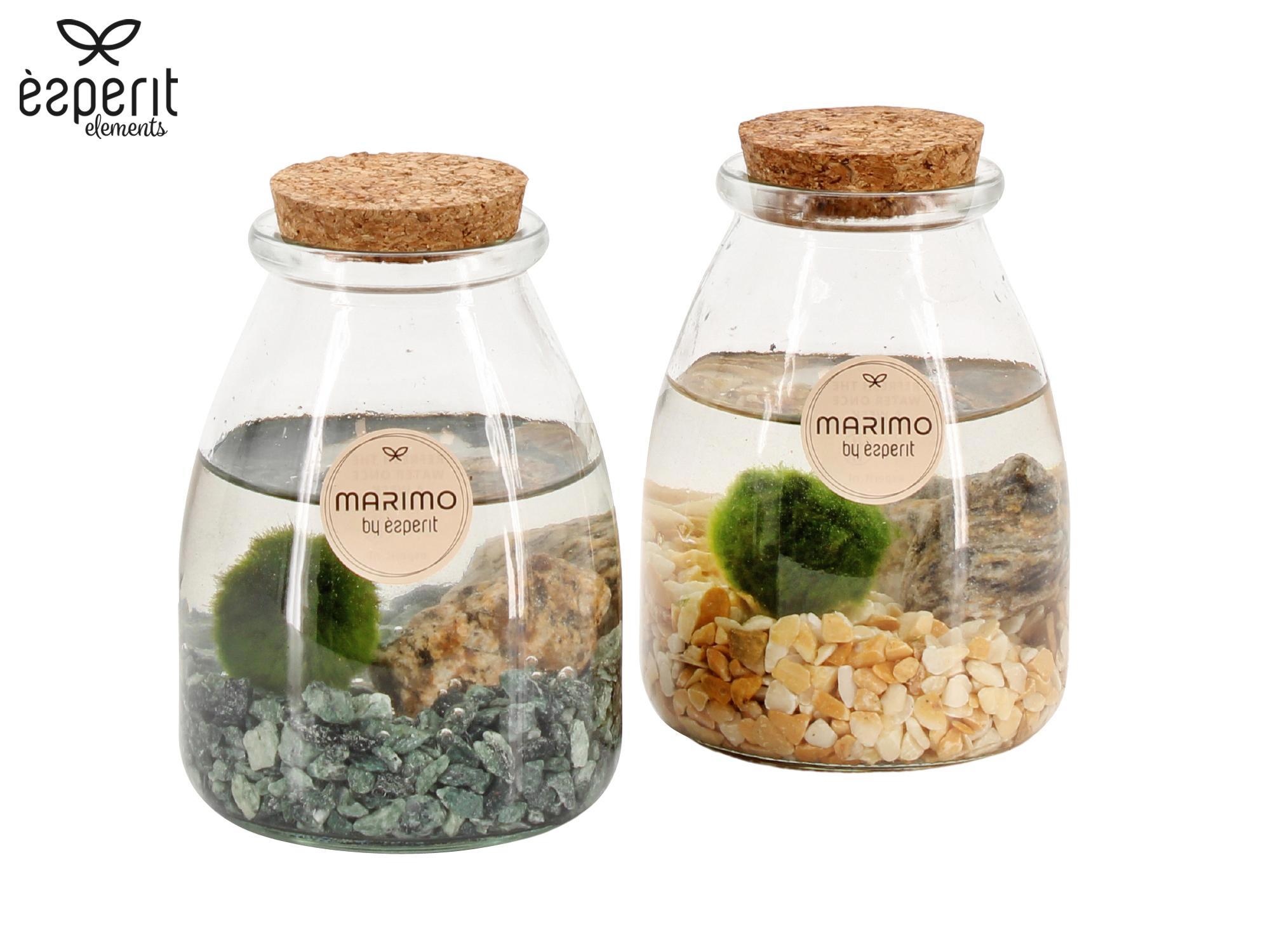 90532: Marimo arrangement, D 9 cm 90532: Marimo arrangement, D 9 cm