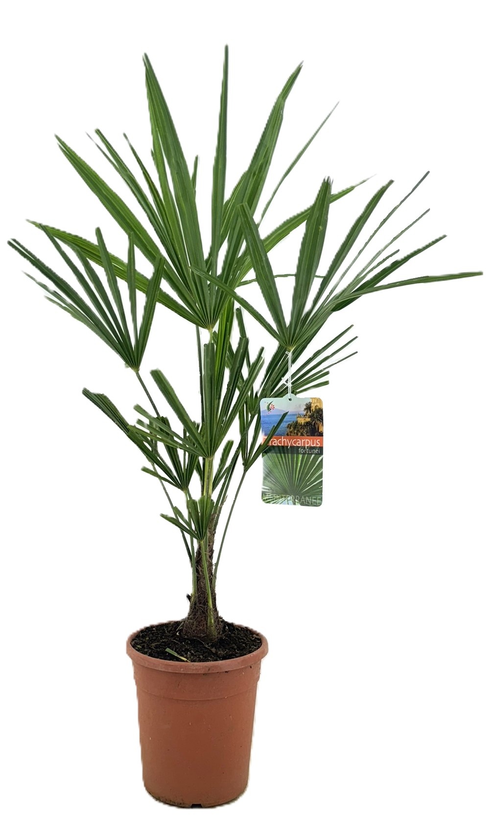 Trachycarpus fortunei, D 21