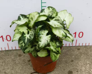 Сингониум подофйллум Грин Эльф 9 15