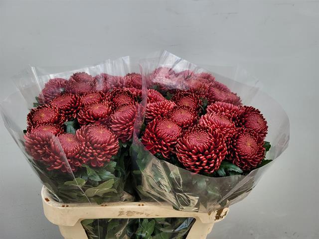 Хризантема од. Бигуди Рэд 75, шт.