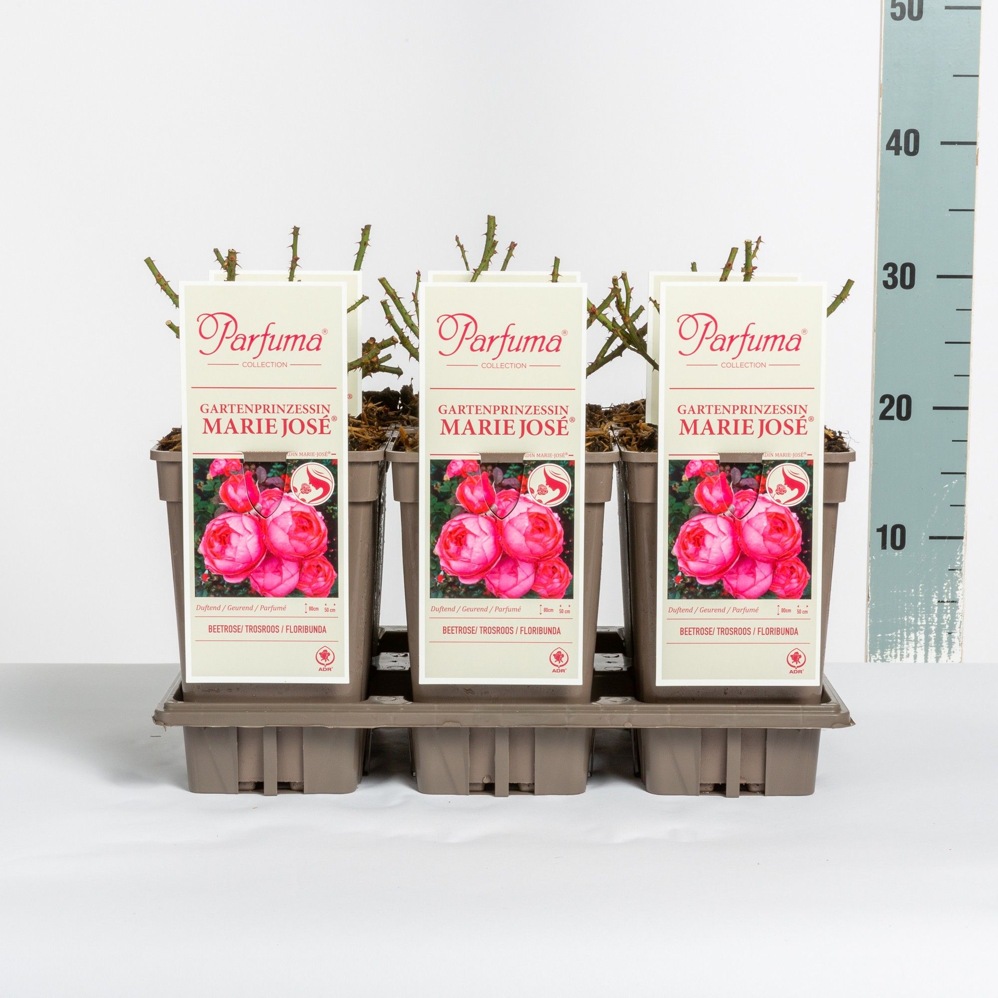 Rosa Parfuma (F) Gartenprinzessin Marie-José, C3, D 17 cm