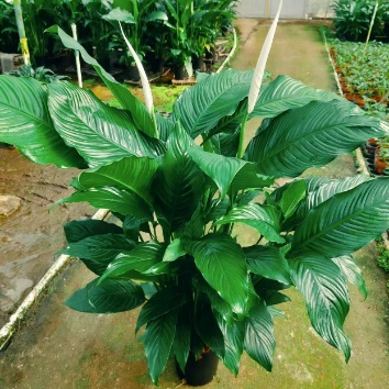 Спатифиллум 1.5 Галлон Фрагрант Конкубине 21 110