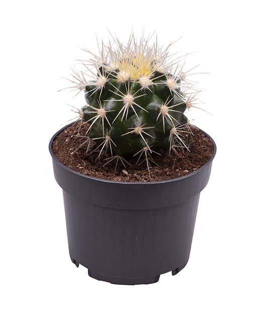 ECHINOCACTUS GRUSONII, D 9