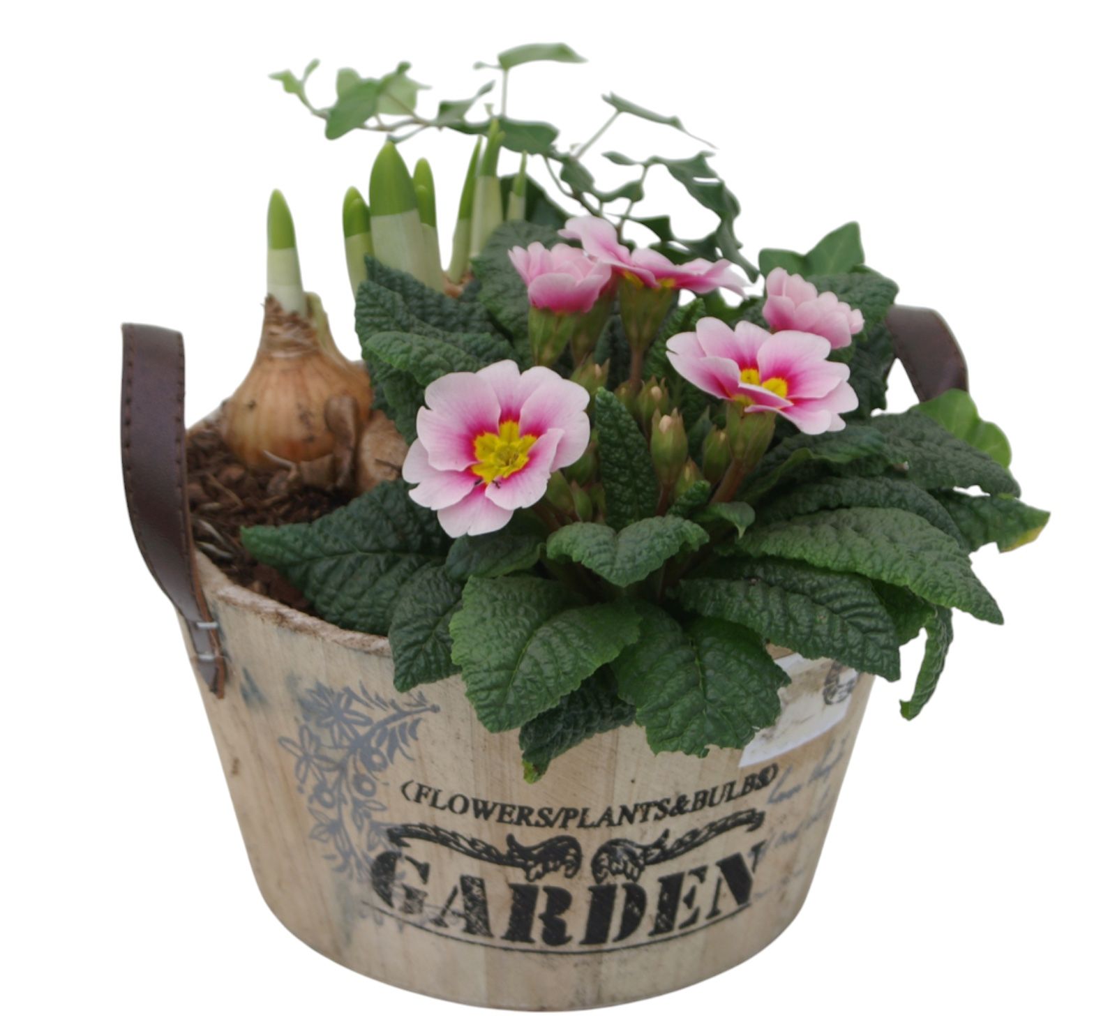 Primula Ronde bak hedra tet 418, D 19