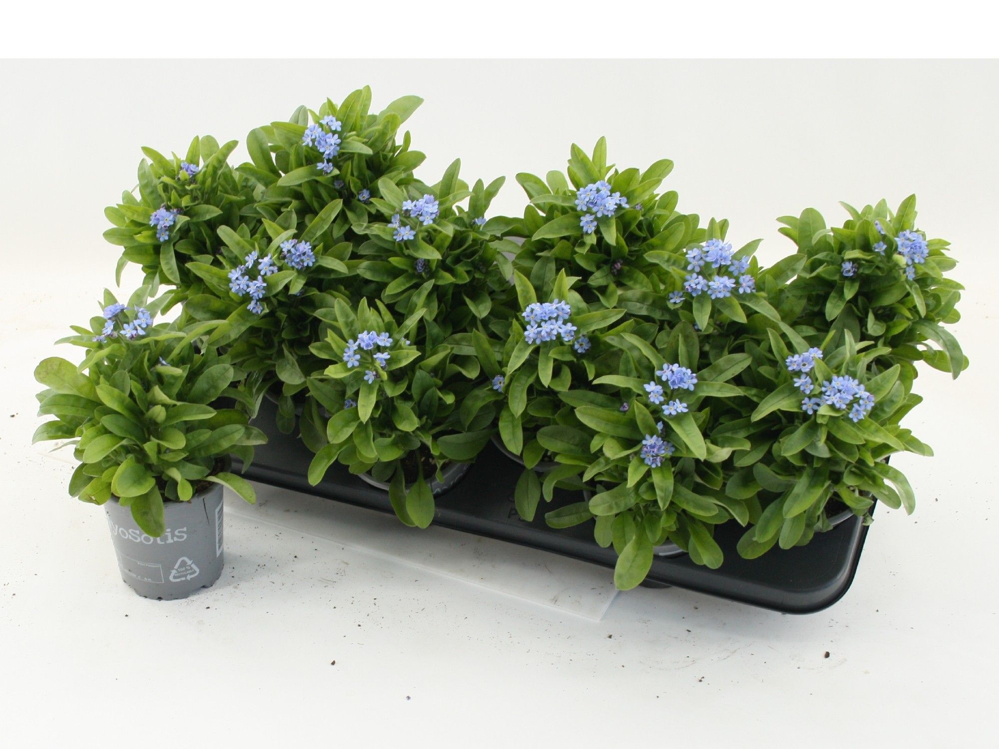 Myosotis sylvatica Mon Amie Blue, D 10,5