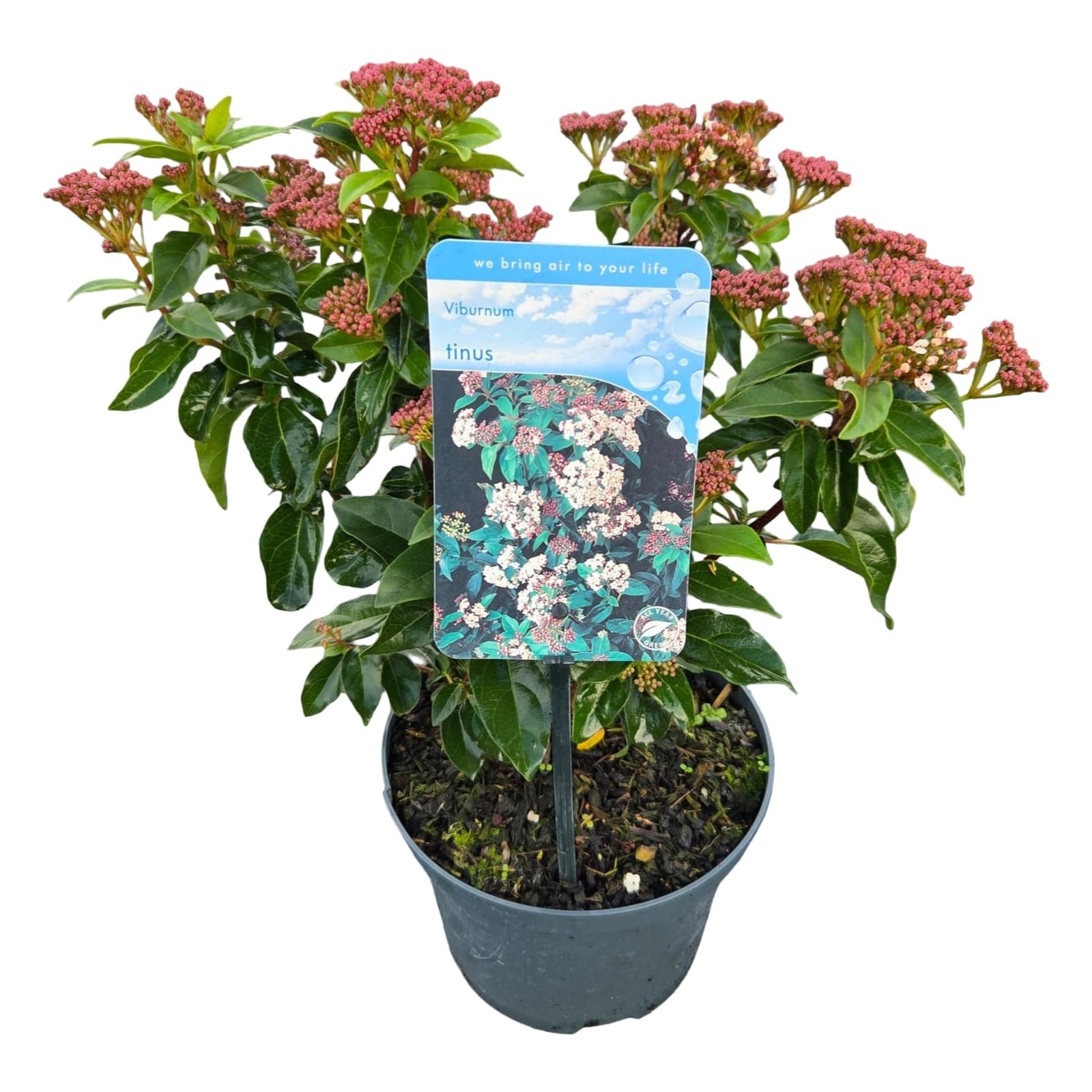 Viburnum tinus, D 17