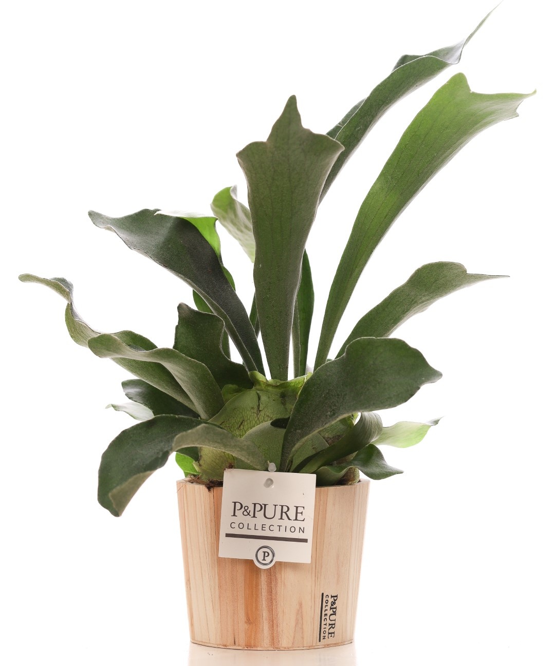 Platycerium Bif. in P&PURE Wood pot, D 12