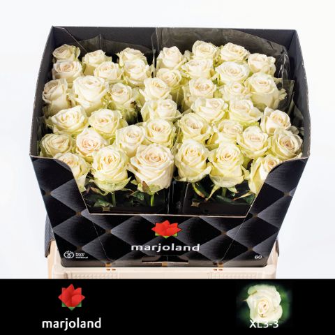 Роза од. Доломити 60, шт.