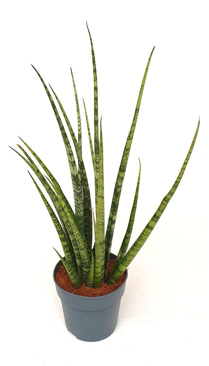 Sansevieria 'Mikado' groen, D 12