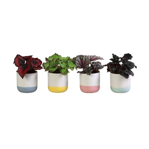 L 697 with Begonia Rex Mix 6 cm, D 6 cm L 697 with Begonia Rex Mix 6 cm, D 6 cm
