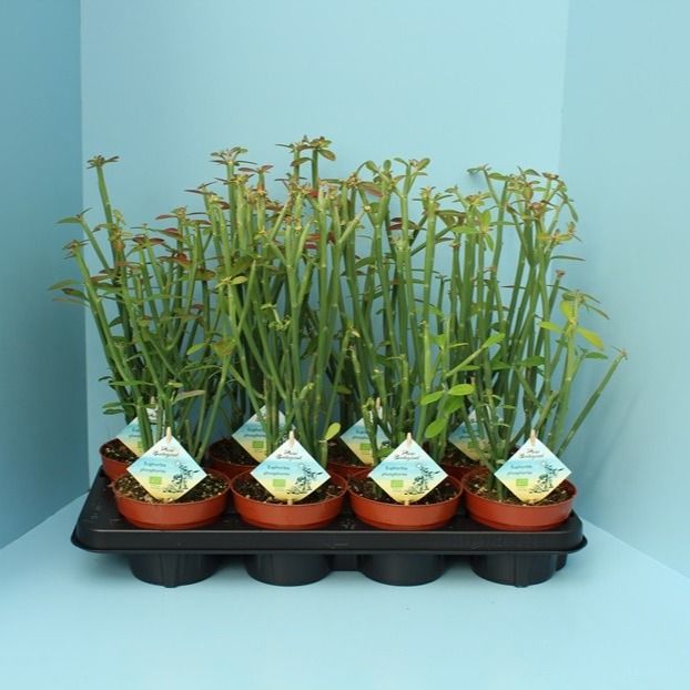 Bio Euphorbia phosphorea 305-PH13, D 13