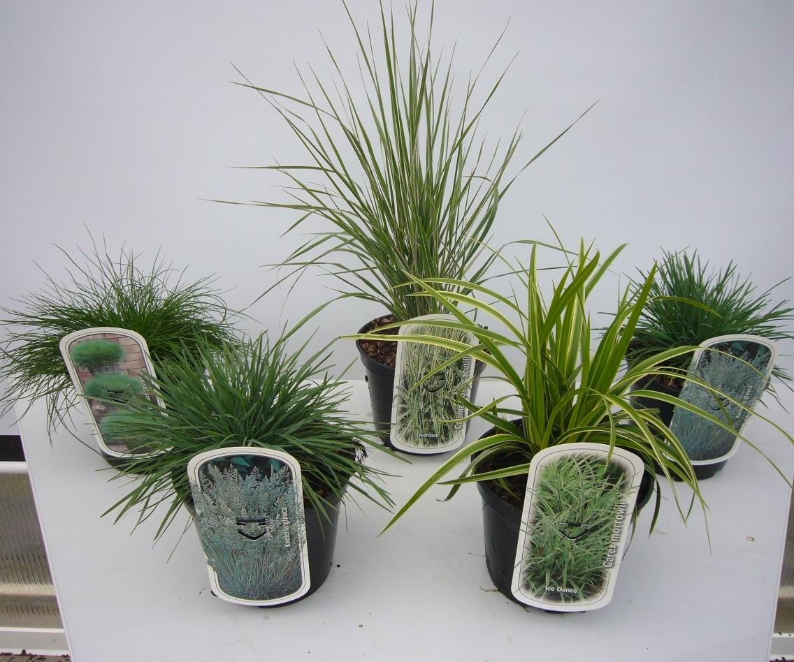 Gräser in Sorten 2L, D 17 cm