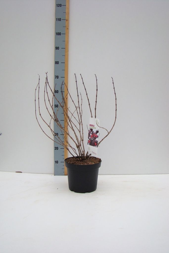 Weigela 'Alexandra' C 4,6, D 23