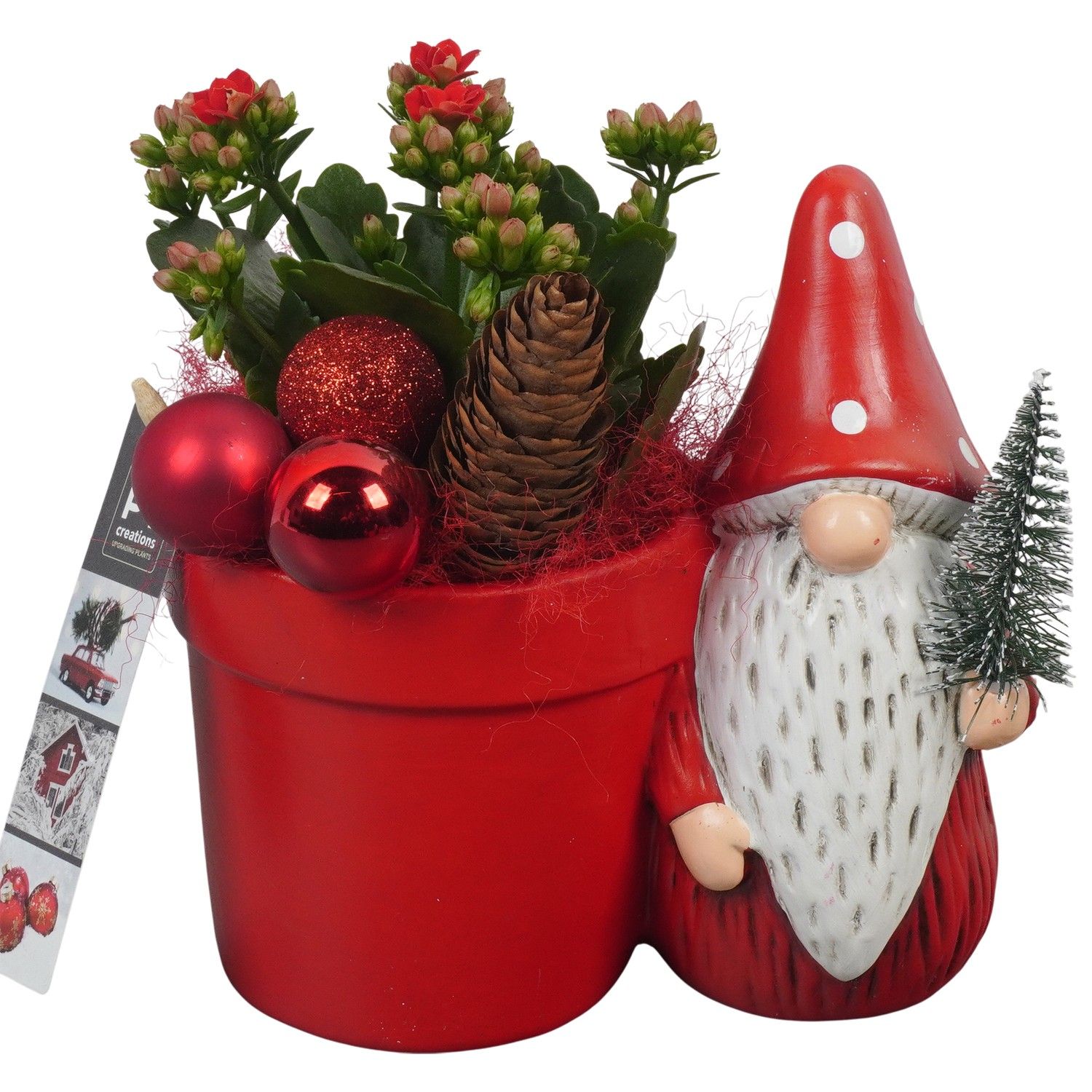PTCHR7276 Arrangement Christmas Red in keramiek pot, D 11 cm