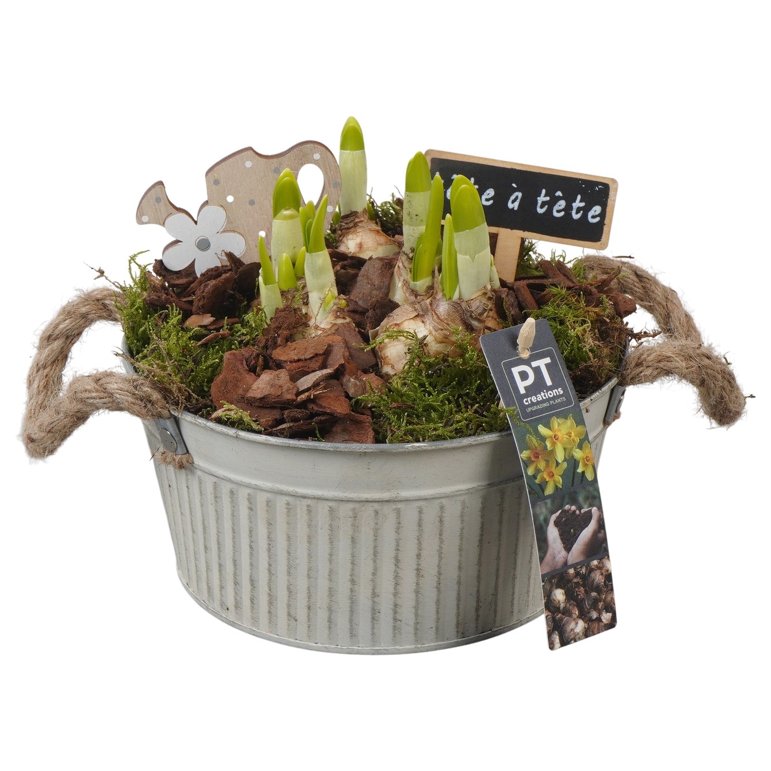 PTN8586 Arrangement Narcissus in zink pot, D 19