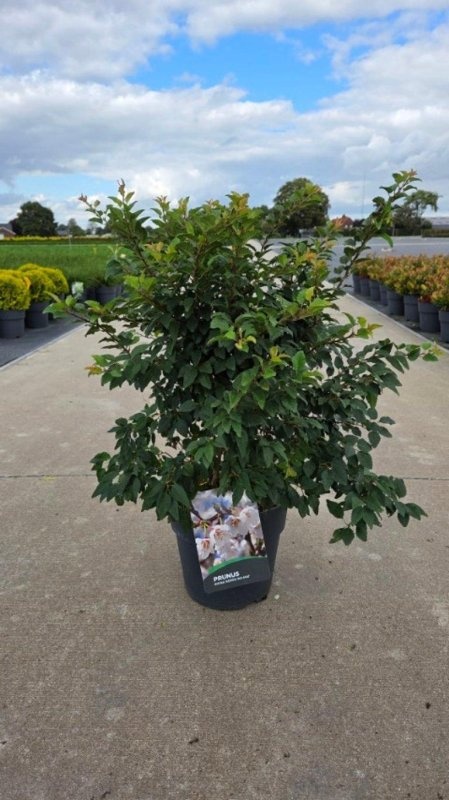 Prunus incisa 'Kojou-no-mai', D 29