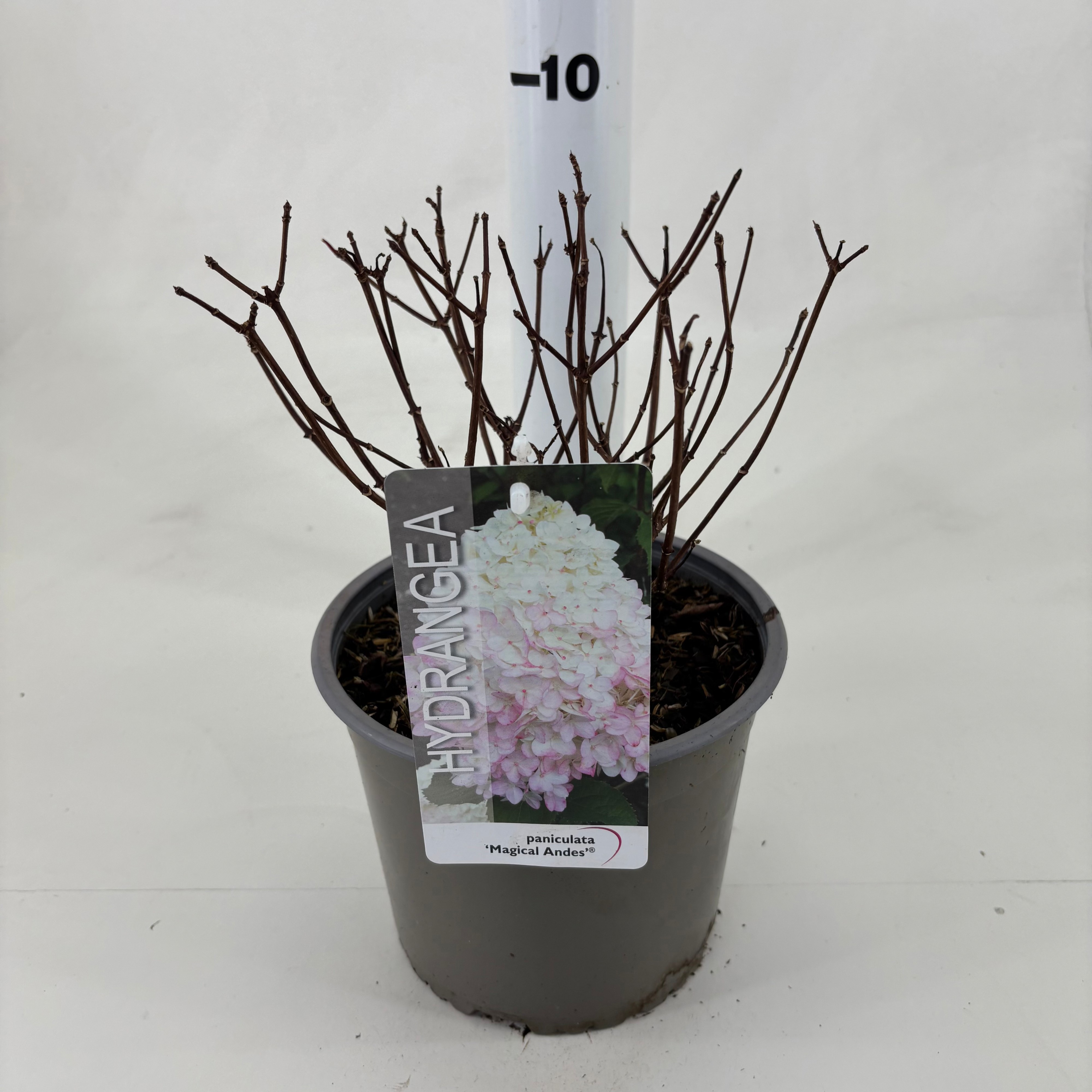 Hydrangea pan. 'Magical Andes' ®, D 19