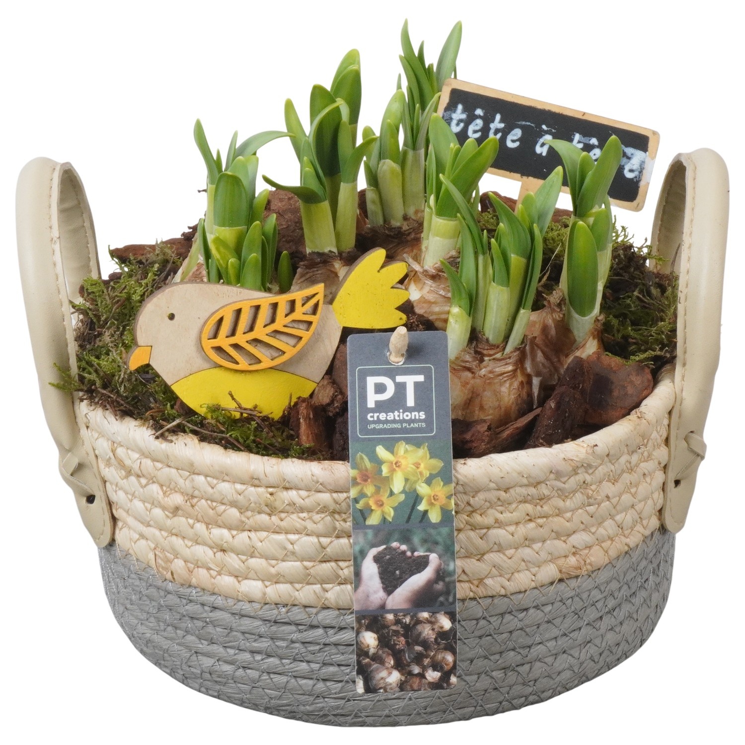 PTN8626 Arrangement Narcissus in rieten mand, D 21
