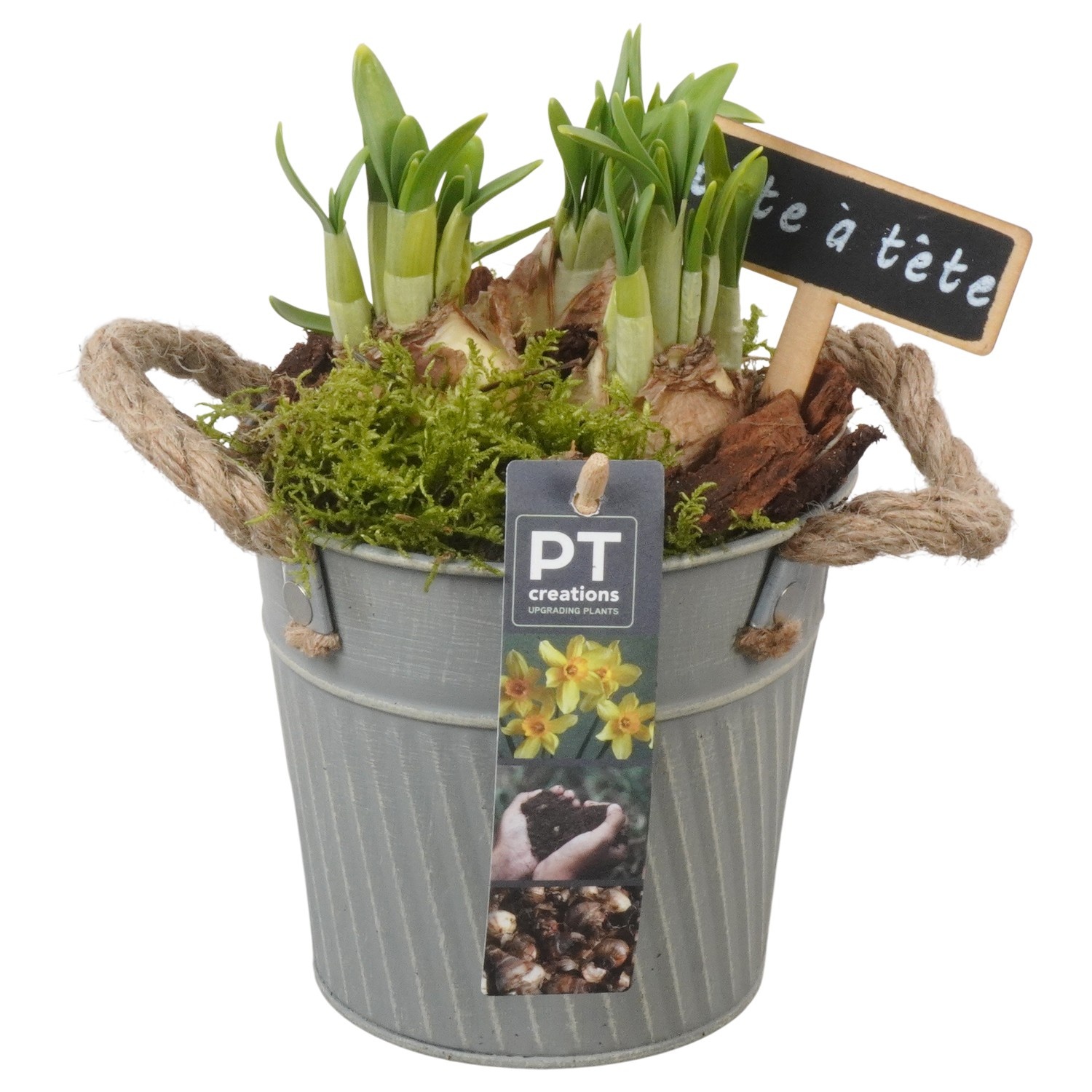 PTN8593 Arrangement Narcissus in zink pot, D 13