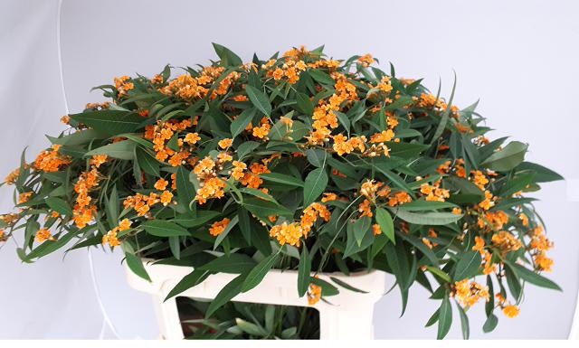 Эуфорбия куст. Санстрим 80, шт.