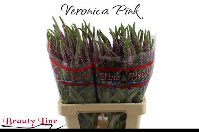 Вероника Скайлер Пинк 65, шт.