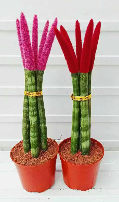 Кактус Премиум Фиве-плант Колоред Буддха Фронт Инкенсе 11 20