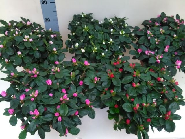 azalea indica 30 cm, D 14