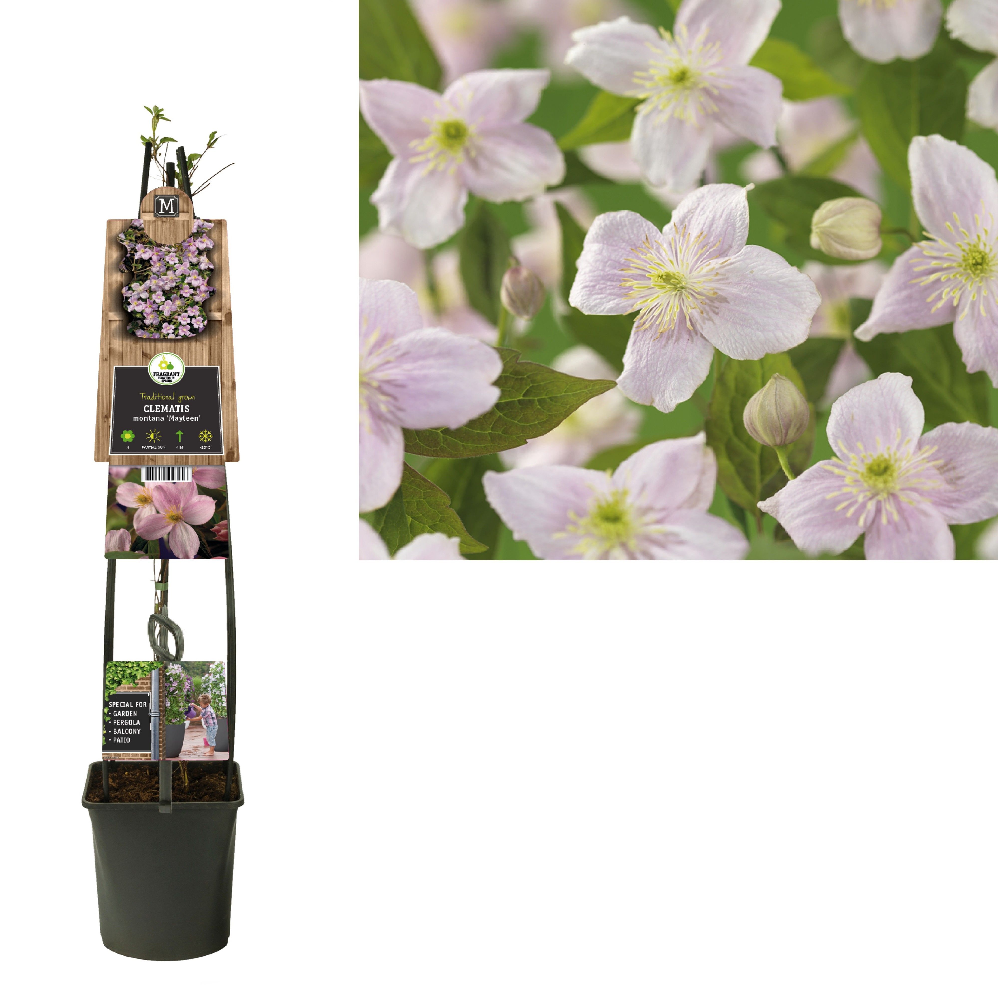 Clematis montana 'Mayleen' +3.0 label, D 23 cm