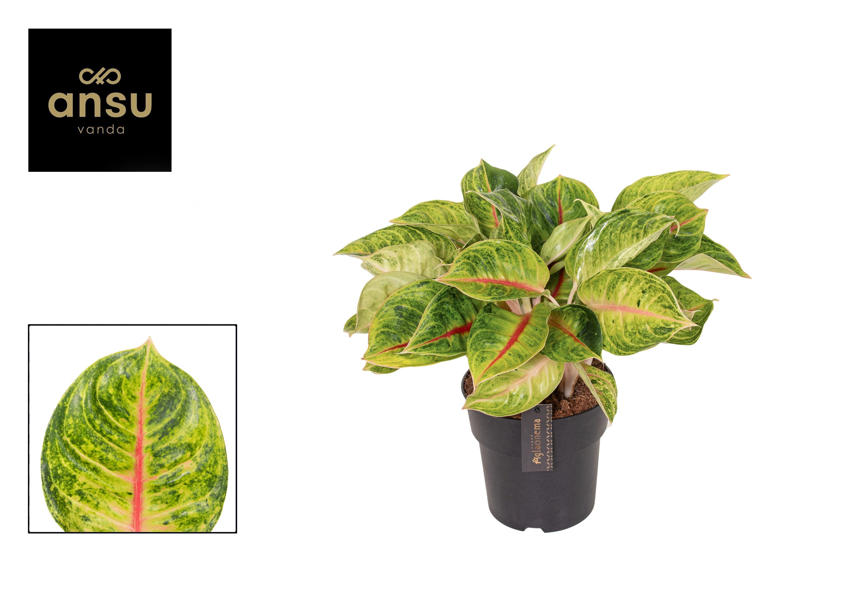 Aglaonema Iguana Red, D 19