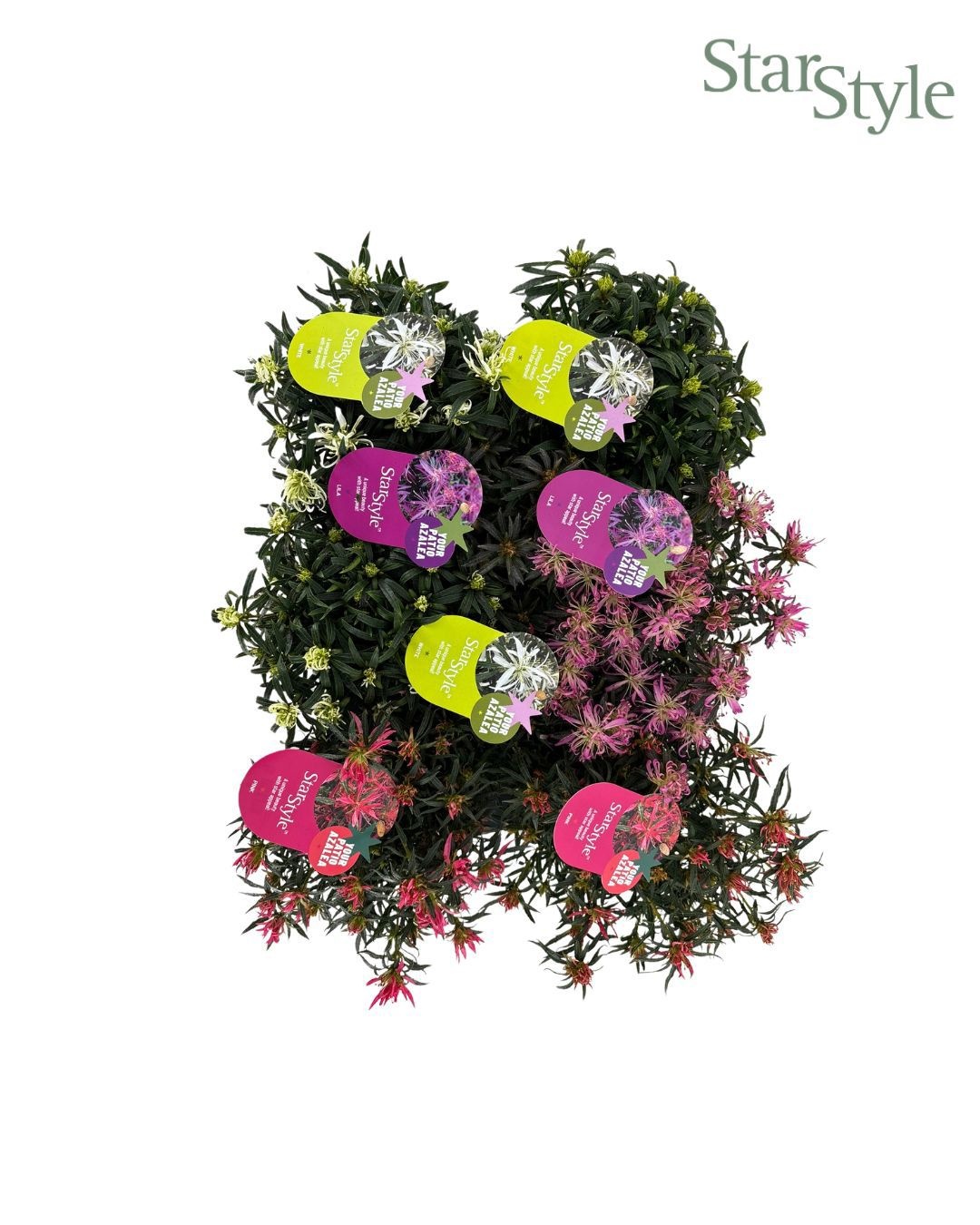 Azalea 25/P10,5 'Star Style® Mix' kleurtonend, D 10,5