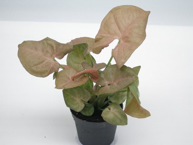 SYNGONIUM PODOPHYLLUM 'RED HEART', D 6