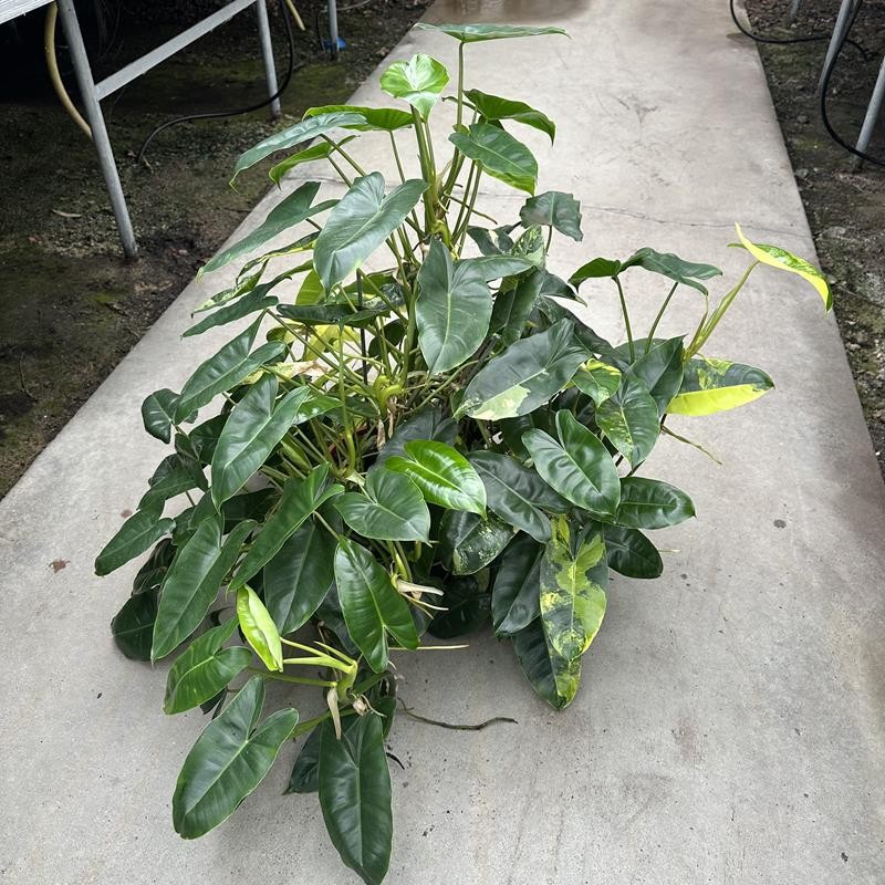 PHILODENDRON-HYBRID H1893 Sp.P.Burle Marx Var, D 19 cm