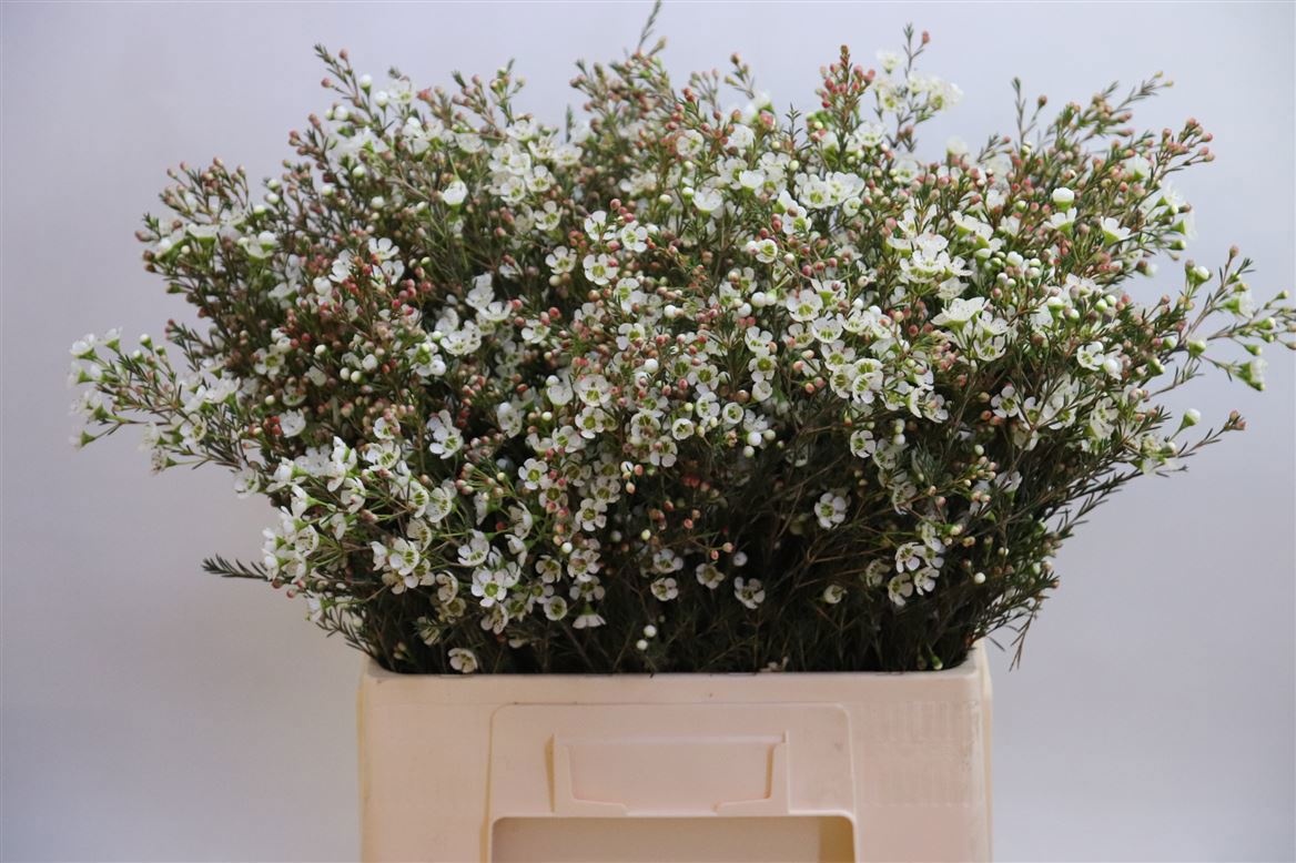 Шамелациум Сириус 70, шт.