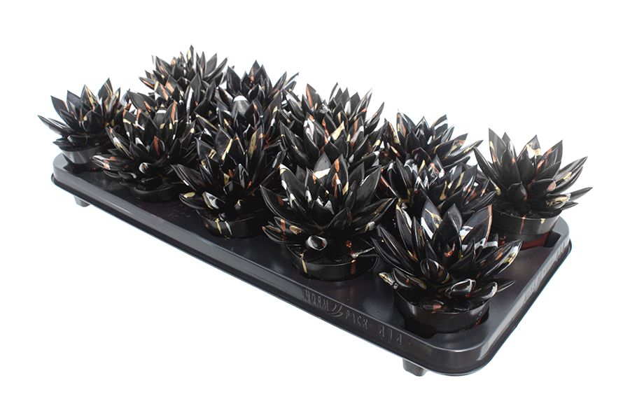 Miranda coloured Splash Xmas black, D 8,5